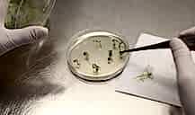 Hibrit Başka GDO (Genetiği Değiştirilmiş Organizma) Başka Bir Şey